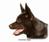 Australian Kelpie 9P24D-134